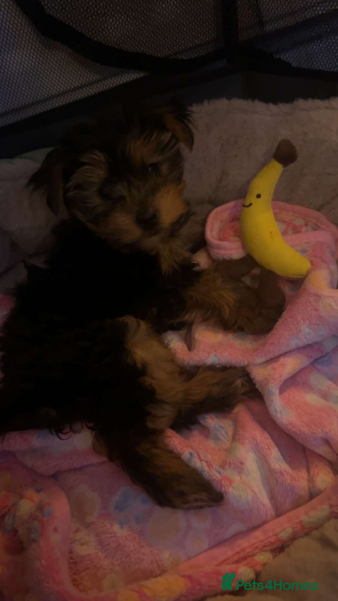 Yorkshire Terrier dogs for sale: yorkshire terrier  - Advert 1