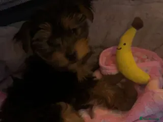 Yorkshire Terrier dogs yorkshire terrier - Advert 12