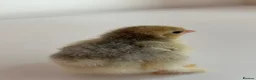 Chickens poultry for sale: Porcelain Pekin bantams  - Advert 3