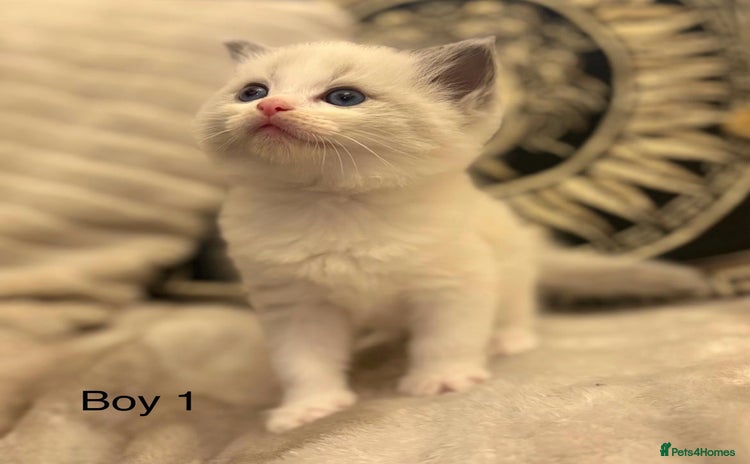 Ragdoll cats Beautiful ragdolls - Advert 7