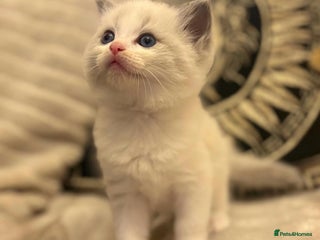 Ragdoll cats Beautiful ragdolls - Advert 6
