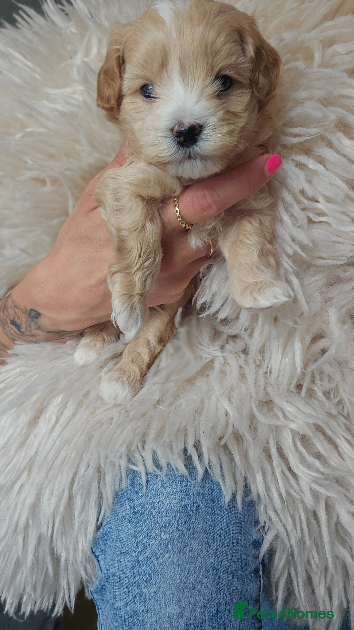 Maltipoo dogs for sale: Cute Small Maltipoos F1  - Advert 16