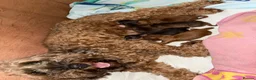 Cockapoo dogs for sale: F1B Cockapoos 🐶  - Advert 12