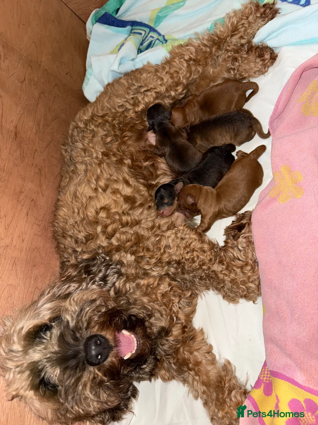 Cockapoo dogs for sale: F1B Cockapoos 🐶  - Advert 12