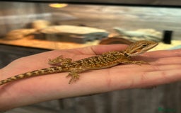 Bearded Dragon reptiles for sale: 60 Baby bearded dragons - Image 20