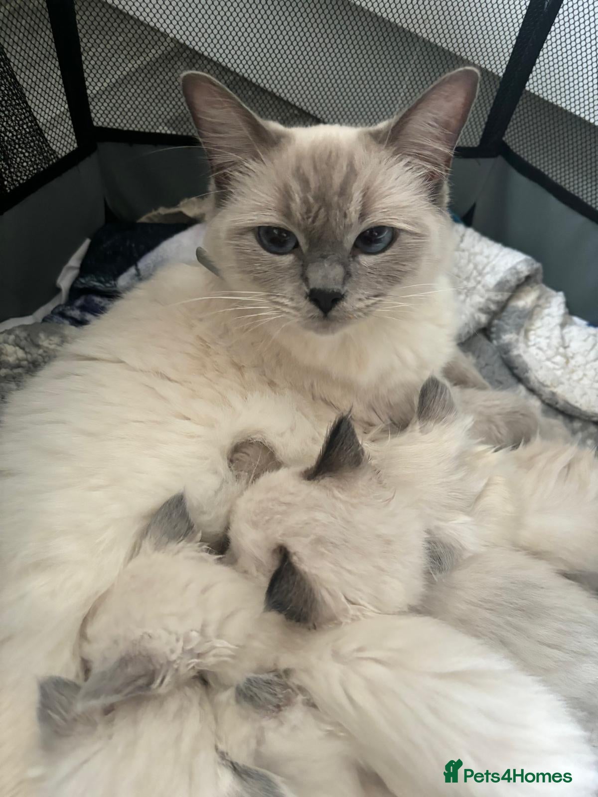 Ragdoll cats Beautiful Ragdoll kittens  - Advert 1