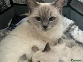 Ragdoll cats Beautiful Ragdoll kittens - Advert 1