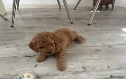 Cockapoo dogs for sale: Miniature f1b Cockapoo puppies DNA health checked - Image 12