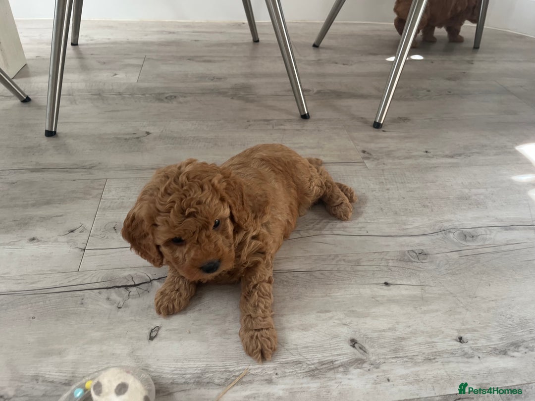 Cockapoo dogs for sale: Miniature f1b Cockapoo puppies DNA health checked - Image 12
