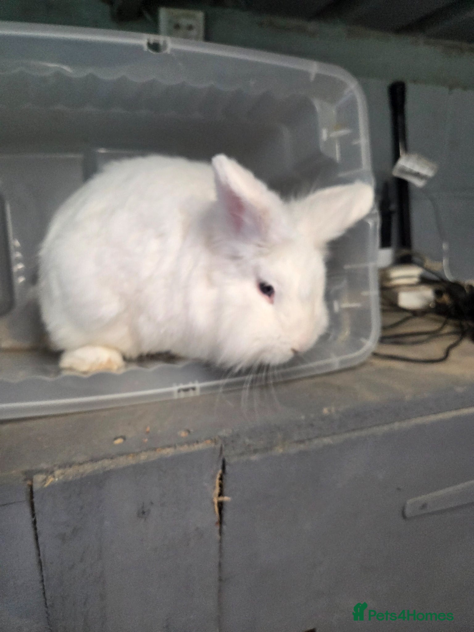 Lionhead rabbits Beautiful 8 week old mixed colour Teddy lionheads - Advert 2