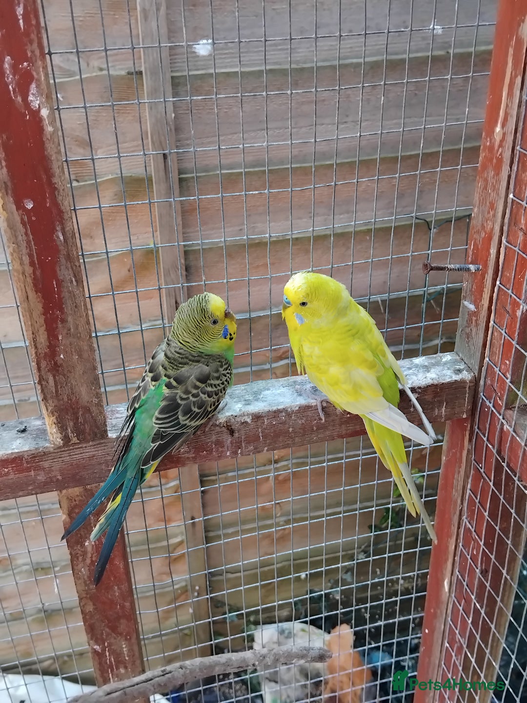 Budgerigars birds for sale: Baby budgies  - Image 2