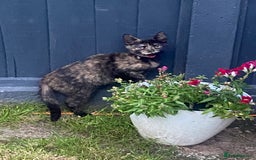 British Shorthair cats for sale: 3 gorgeous kittens left - Image 4