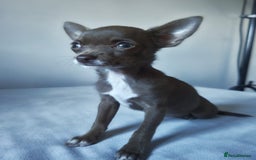 Chihuahua dogs for sale: Micro Chihuahua Puppies - Exceptional Lines - Image 2