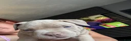 American Bully dogs for sale: American bully puppies  - Advert 30