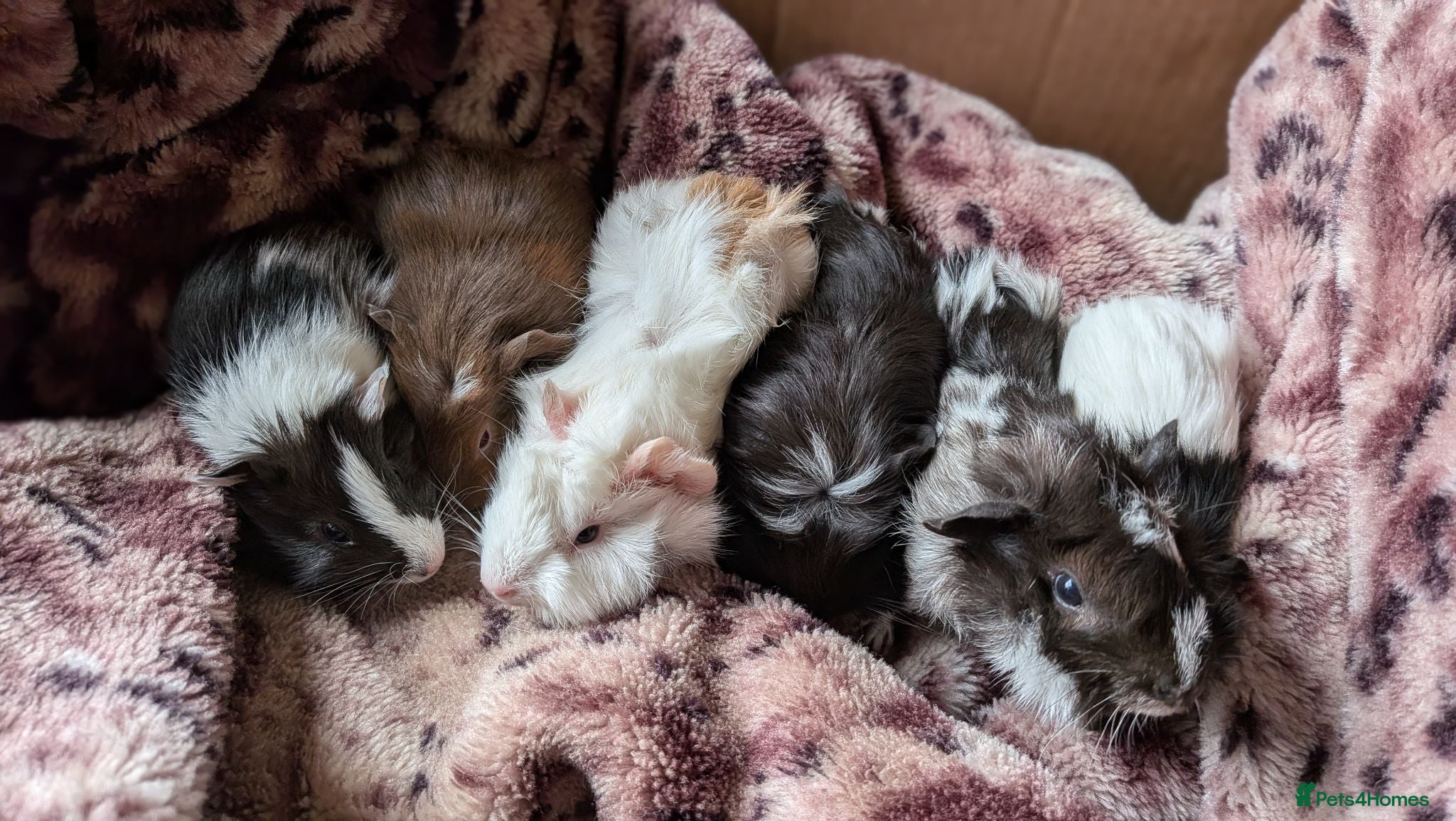 Guinea Pig rodents Beautiful MALE Baby Guinea Pigs  - Advert 3
