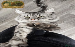 Maine Coon cats for stud: European Champion Lines Carries Shaded GCCF & TICA - Image 3