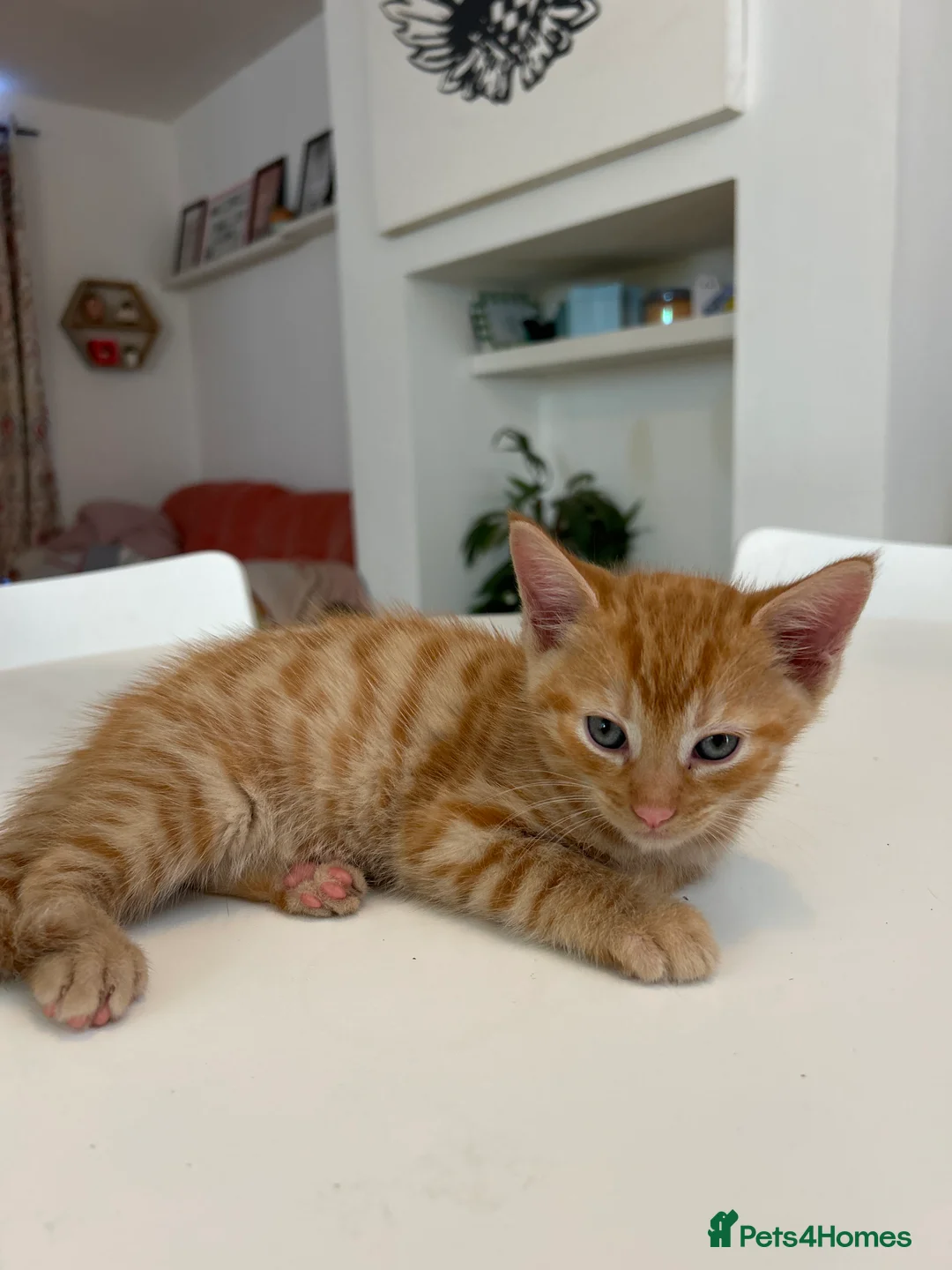 British Shorthair cats for sale: 4 loving, playful BSH kittens for sale in Leeds.  - Advert 13