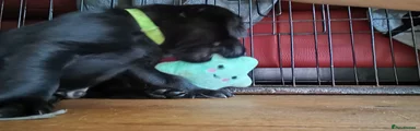 Light Green Collar