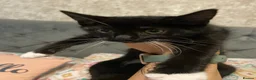 Mixed Breed cats for sale: 9 week old kittens  - Advert 5