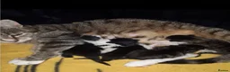 Mixed Breed cats for sale: Fluffy Tabby Kittens Ready  - Advert 2