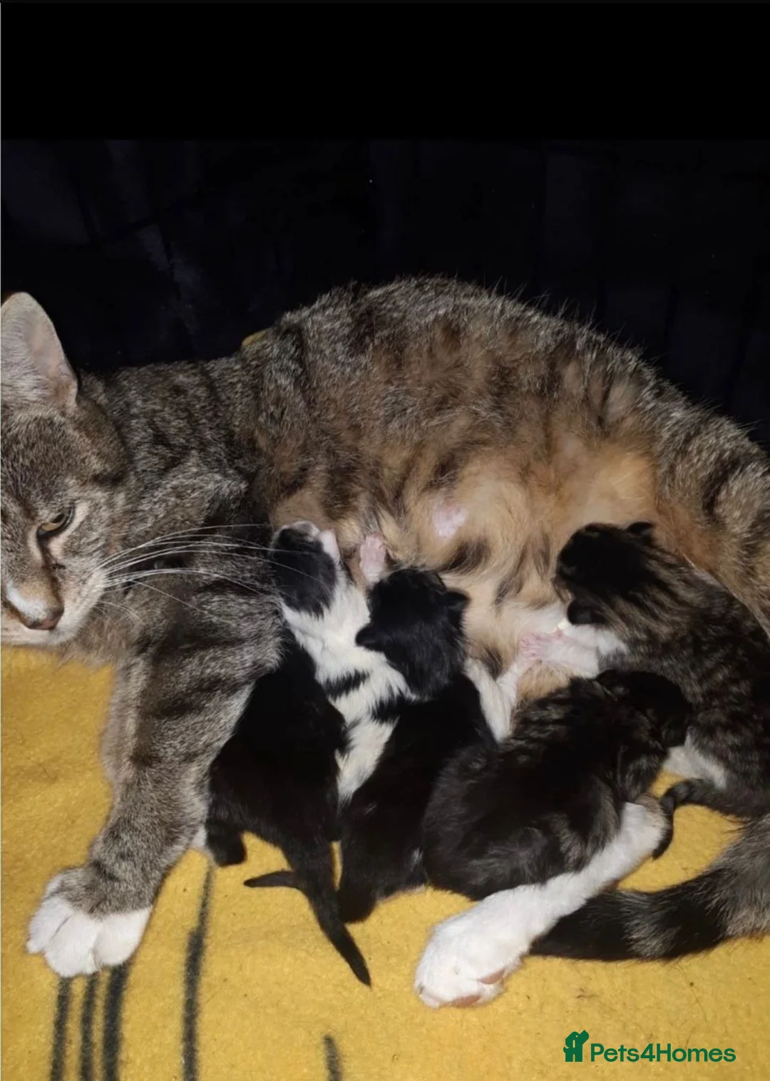 Mixed Breed cats for sale: Fluffy Tabby Kittens Ready  - Advert 2