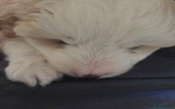 Bordoodle dogs for sale: F2 Bordoodle puppies - Image 2