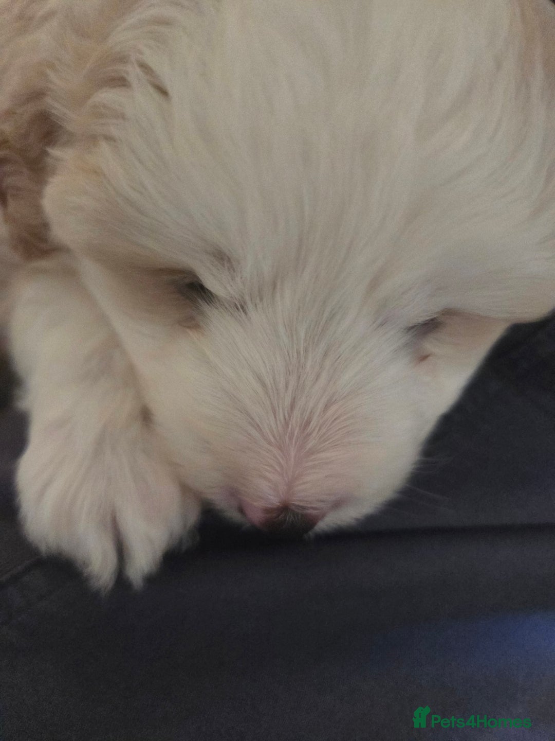 Bordoodle dogs for sale: F2 Bordoodle puppies - Image 2