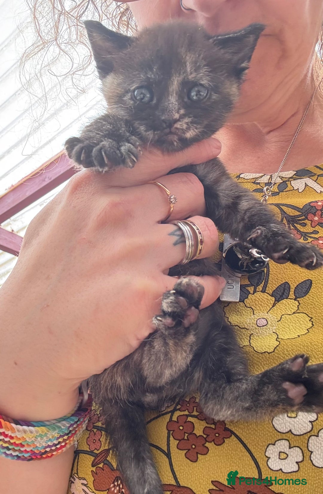 Devon Rex cats for sale: Adorable first generation permitted outcross - Image 8