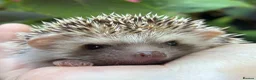 Pygmy Hedgehog rodents for sale: African Pygmy Hedgehog Ethnical breeding mixed - Advert 15