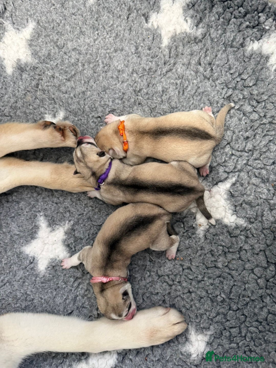 Siberian Husky dogs for sale: ✨ Exceptional Pedigree Siberian Husky Puppies ✨ - Advert 8