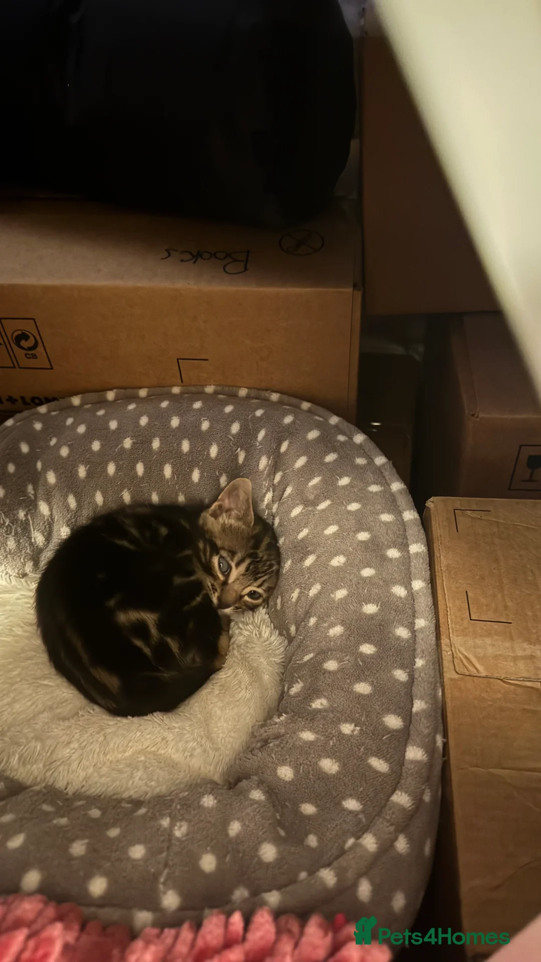 Mixed Breed cats for sale: Bengal x Russian blue kittens  - Advert 7