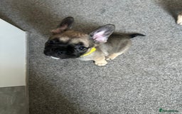 French Bulldog dogs for sale: Amazing french bulldog  - Image 21