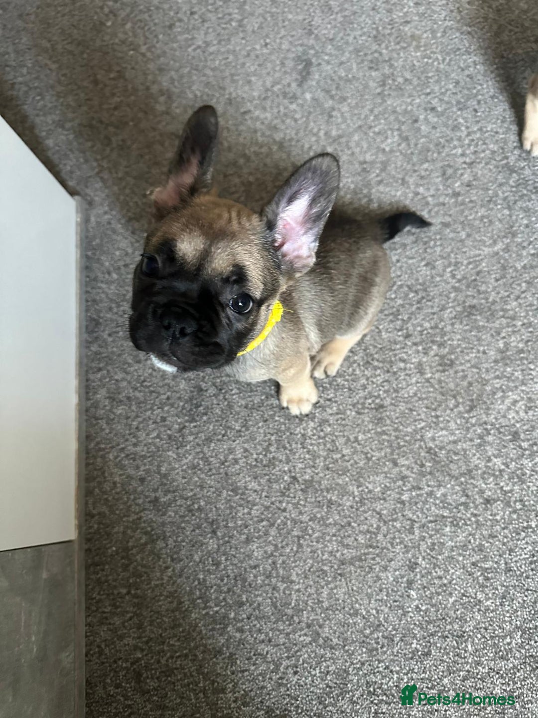 French Bulldog dogs for sale: Amazing french bulldog  - Image 21
