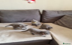 British Shorthair cats for sale: Gorgeous BSH kittens  - Image 27