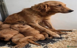 Golden Retriever dogs for sale: Dark Working Golden Retriever puppies  - Image 20