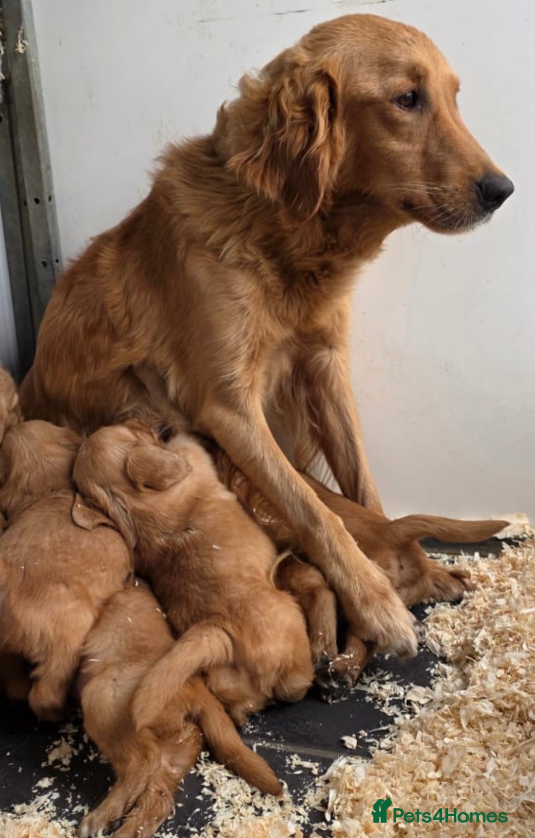 Golden Retriever dogs for sale: Dark Working Golden Retriever puppies  - Image 20