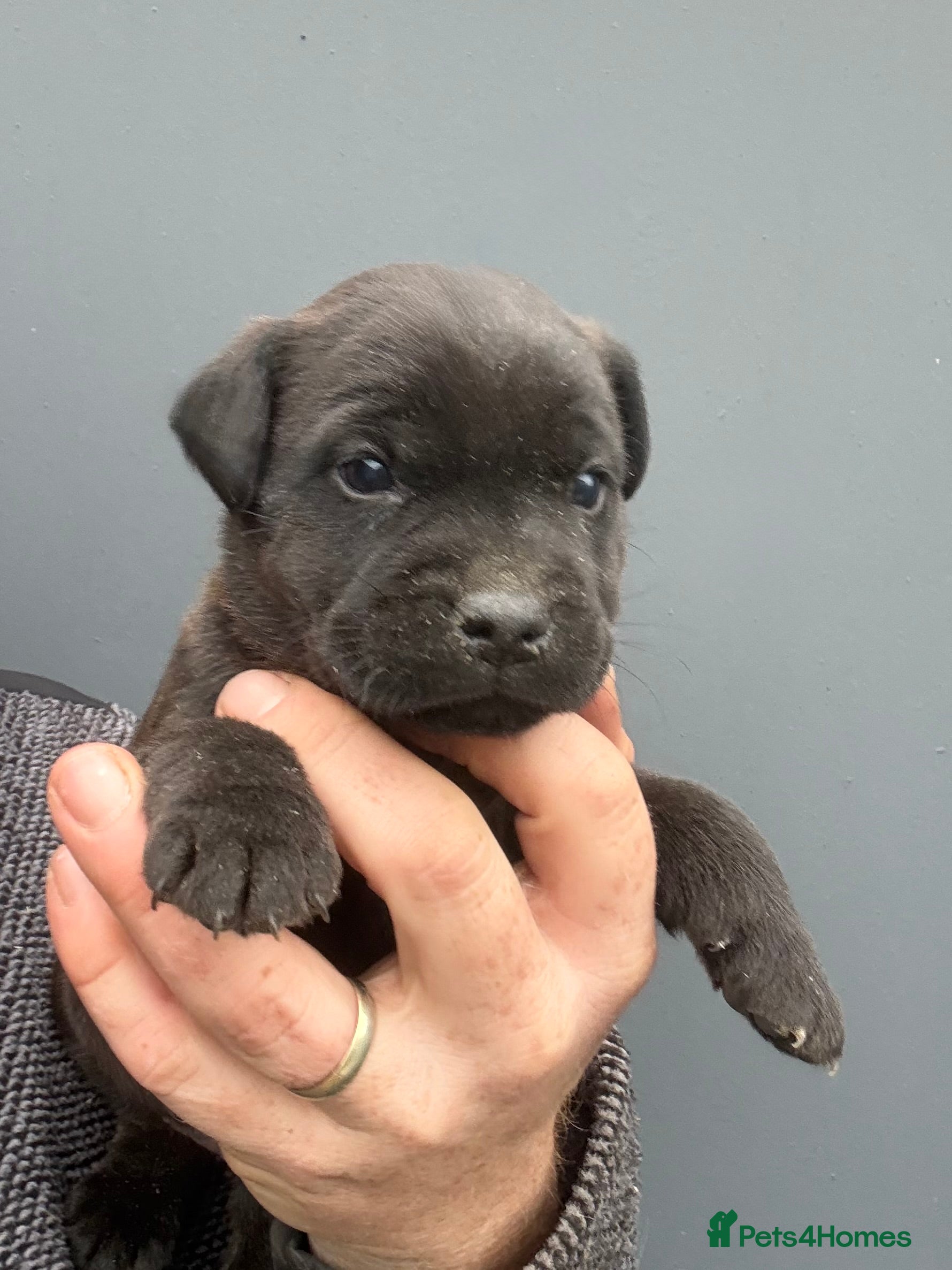 Patterdale Terrier dogs Quality Patterdale Pups - Advert 4