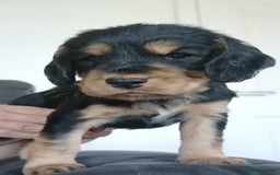 Cocker Spaniel dogs for sale: 3Beautiful show type cocker spaniels 💕♥️ 💙💕 - Image 16