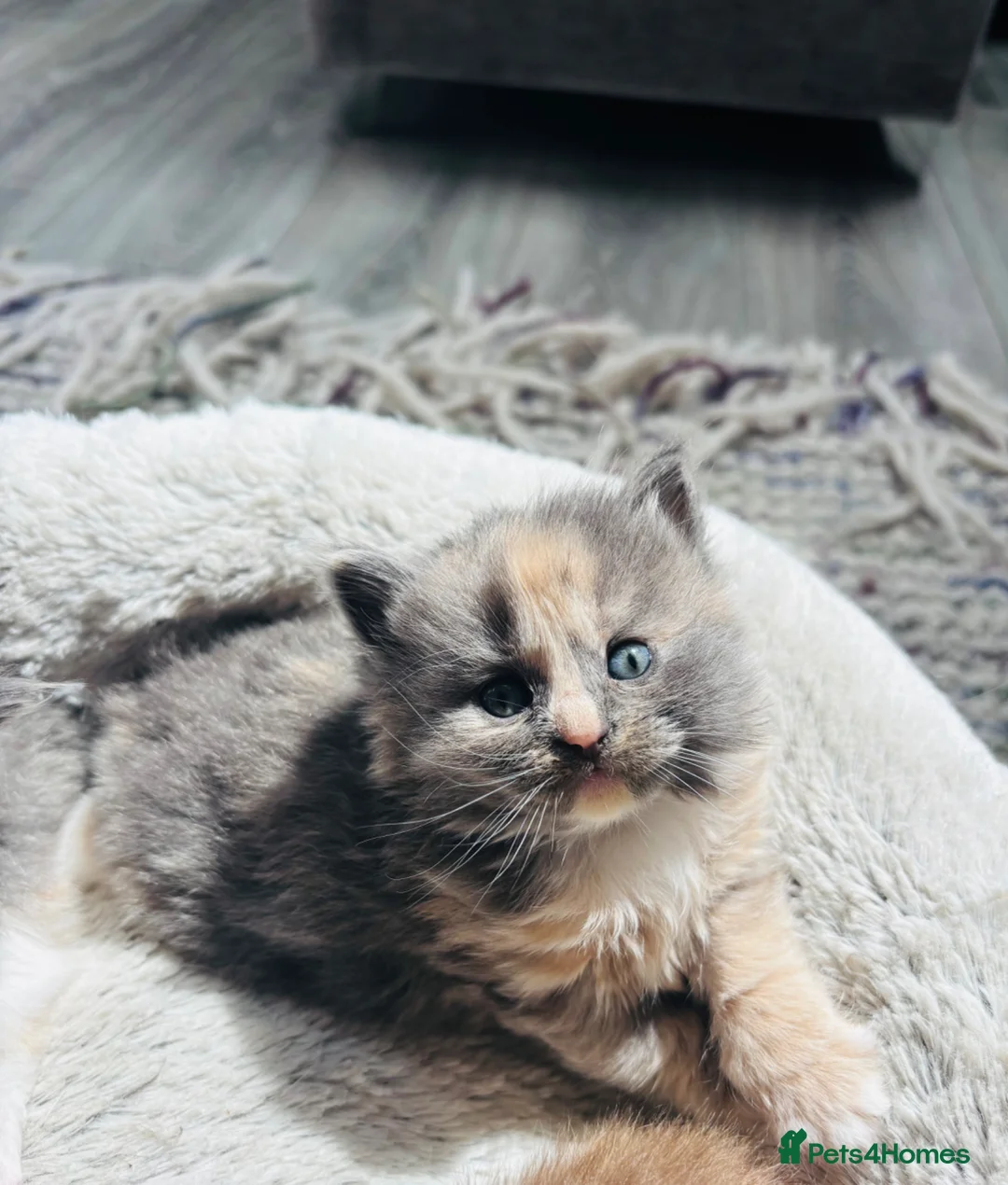 British Longhair cats for sale: Lovely British longhair kittens  - Advert 2