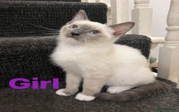 Ragdoll cats for sale: Adorable kittens Ragdoll for sale  - Image 5