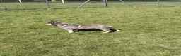French Bulldog dogs for sale: Full pedigree female French bull dog  - Advert 2