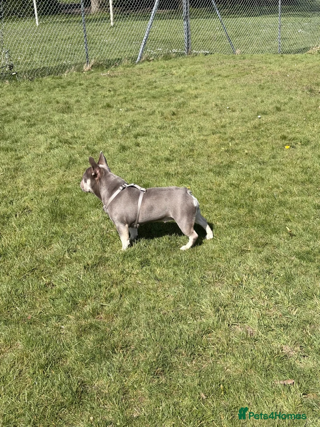 French Bulldog dogs for sale: Full pedigree female French bull dog  - Advert 2