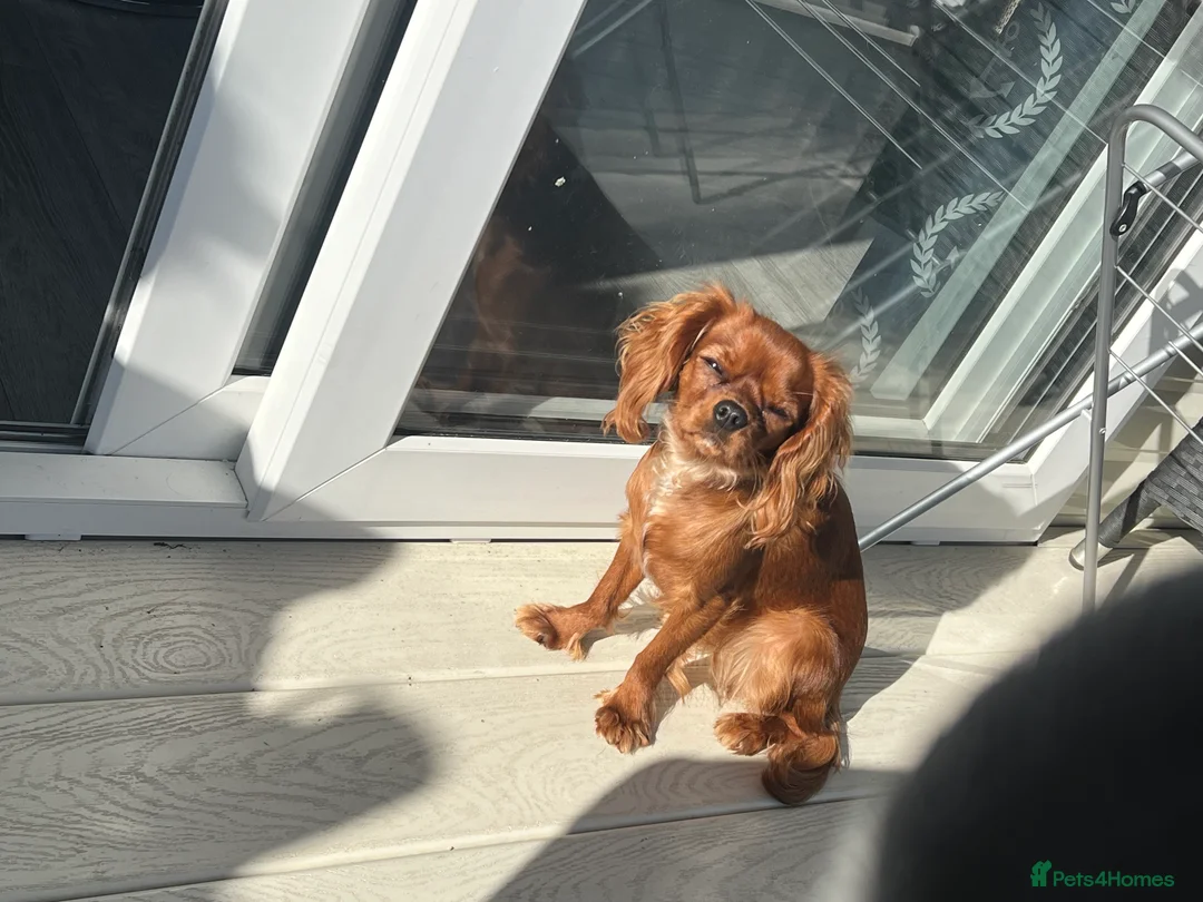 Cavalier King Charles Spaniel dogs for sale: 1-Year-Old Cavalier King Charles Spaniel – Coco in Ashford - Advert 7