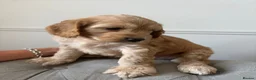 Cockapoo dogs for sale: Boy cockapoo puppies  - Advert 5