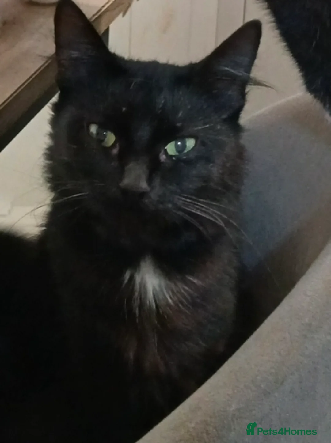 British Shorthair cats for sale: Kittens for sale in Middlesbrough - Advert 2