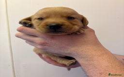 Goldador dogs for sale: Lovely Goldadors  - Image 2