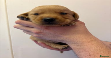 Goldador dogs - Advert 9