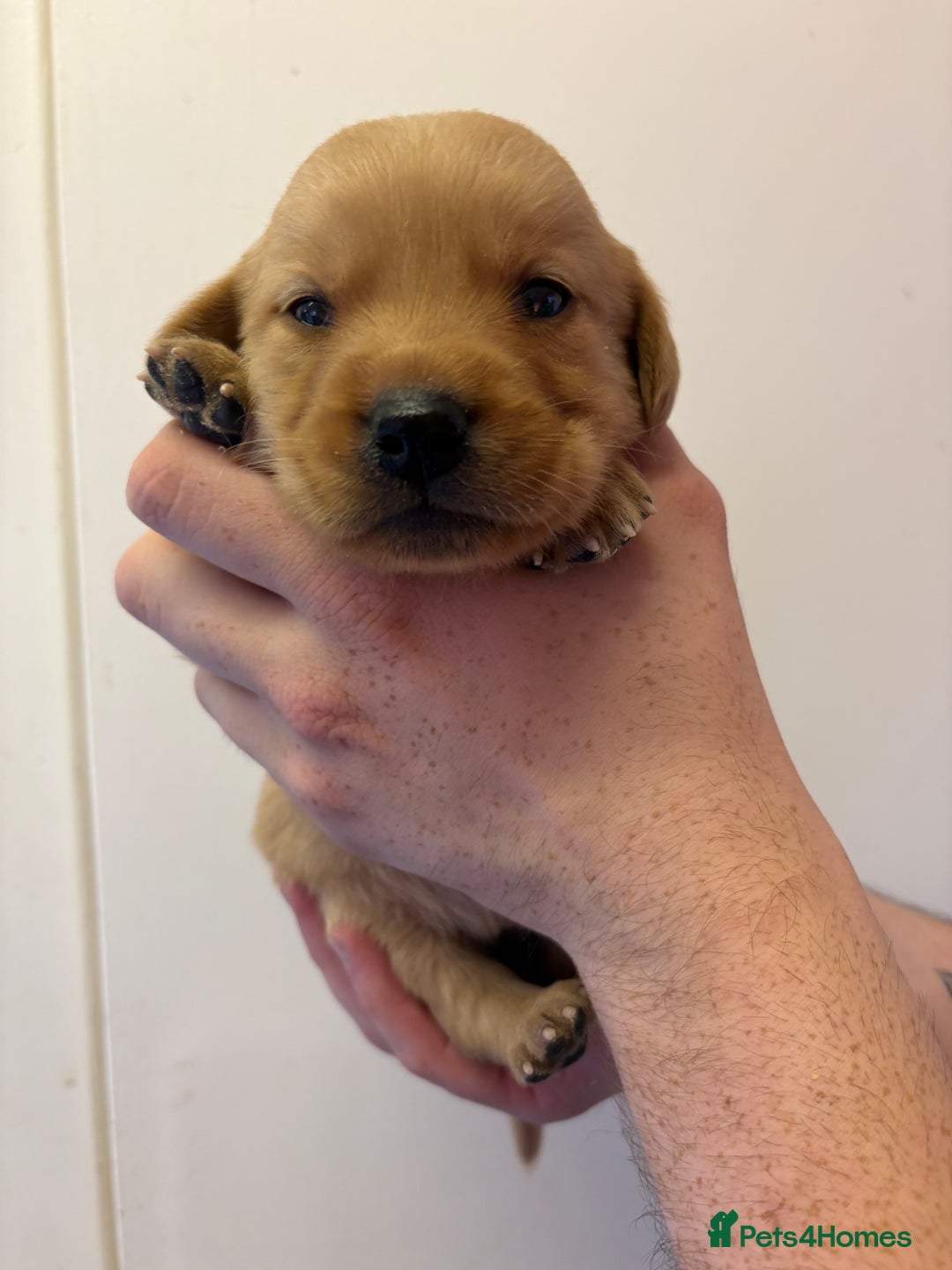 Goldador dogs for sale: Lovely Goldadors  - Image 2