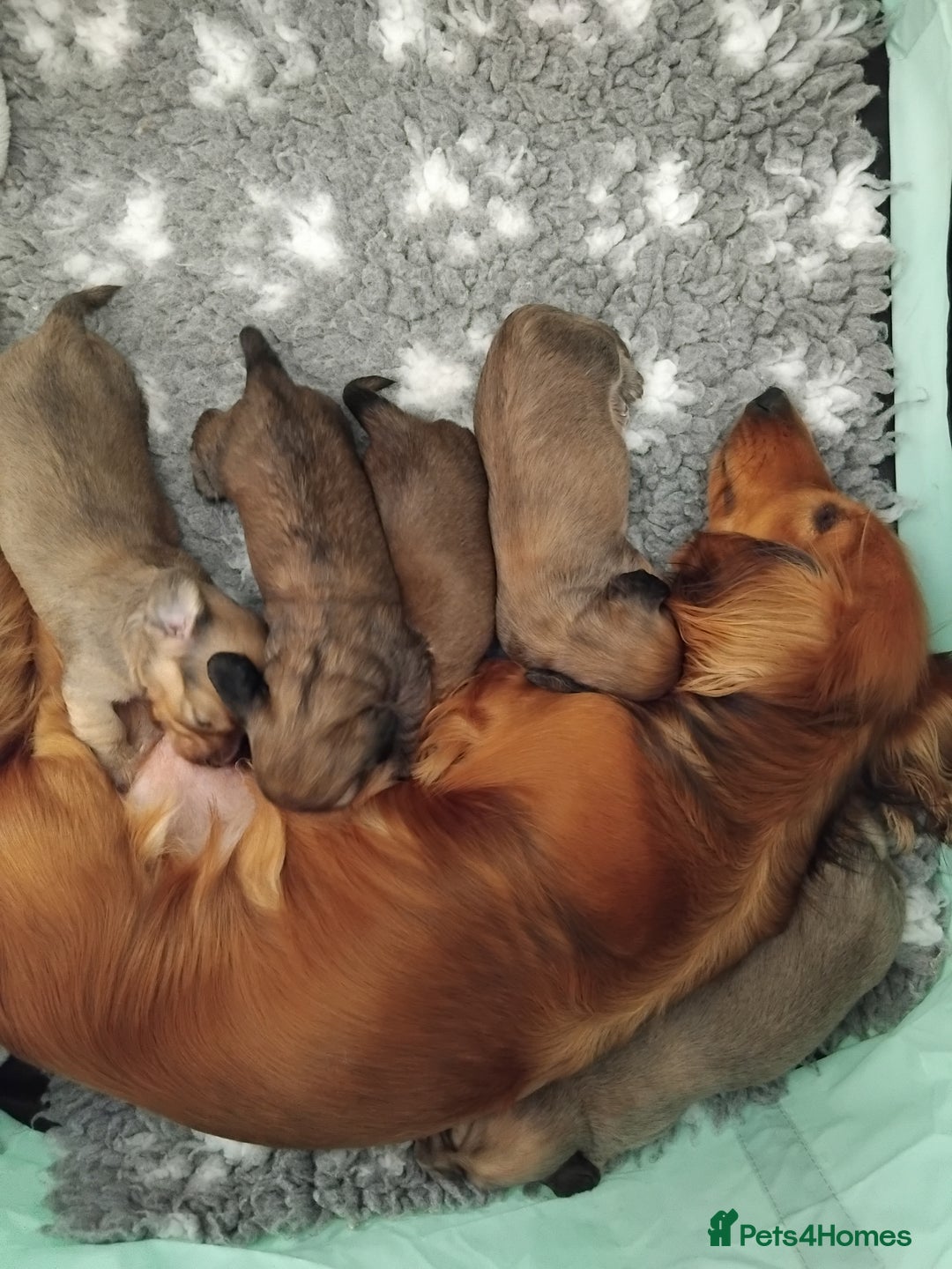 Miniature Dachshund dogs for sale: Miniture long haired dachshund puppies for sale  - Advert 13