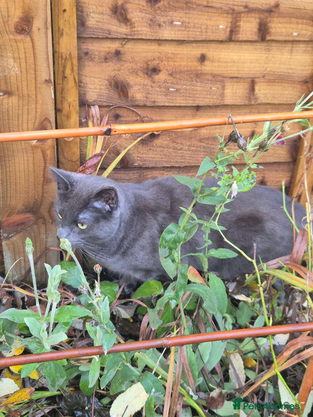 Mixed Breed cats for sale: Leo - Looking for a new home - Advert 5